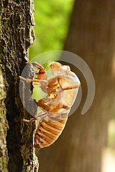 Cicada Cicadoidea CvrÃÂak photo